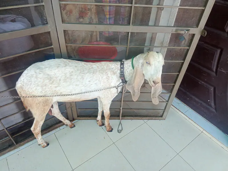 goat and kid — photo 5