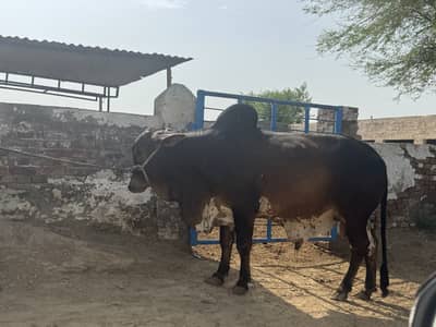Cholistan pure bull weight 600 plus in kg