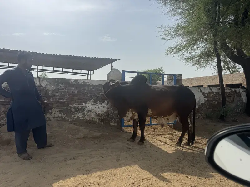 Cholistan pure bull weight 600 plus in kg — photo 2