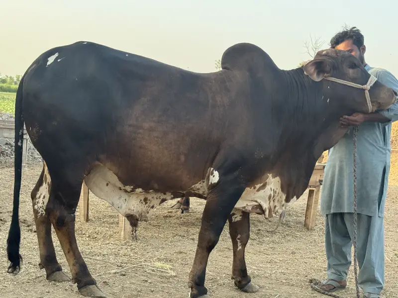 Cholistan pure bull weight 600 plus in kg — photo 3
