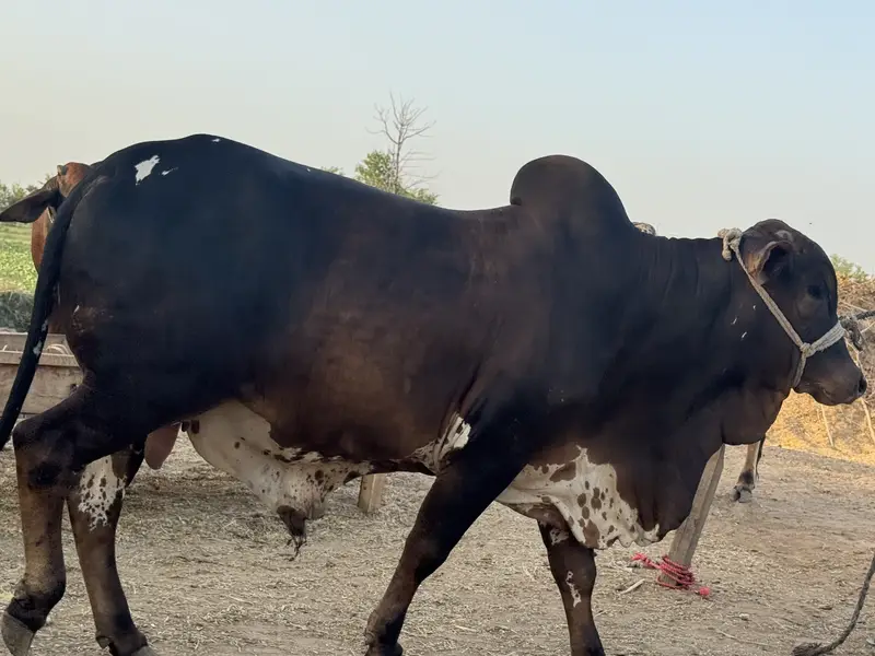 Cholistan pure bull weight 600 plus in kg — photo 4