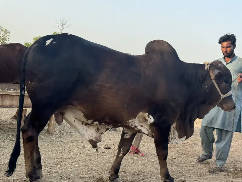 Cholistan pure bull weight 600 plus in kg — photo 5