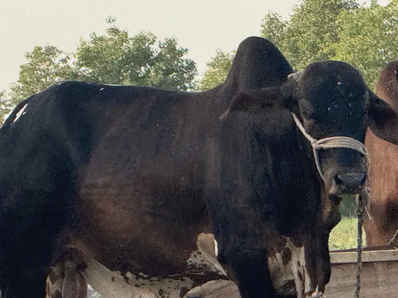 Cholistan pure bull weight 600 plus in kg — photo 6