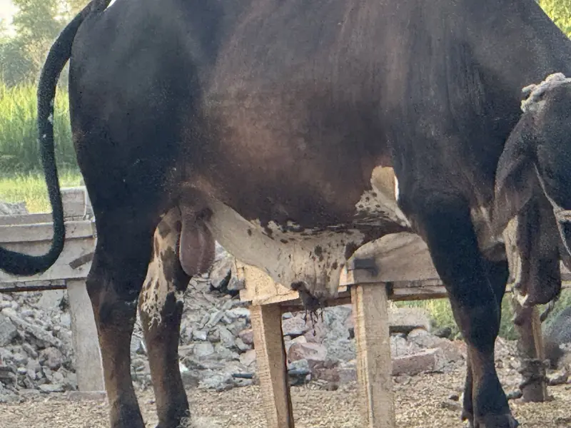 Cholistan pure bull weight 600 plus in kg — photo 7