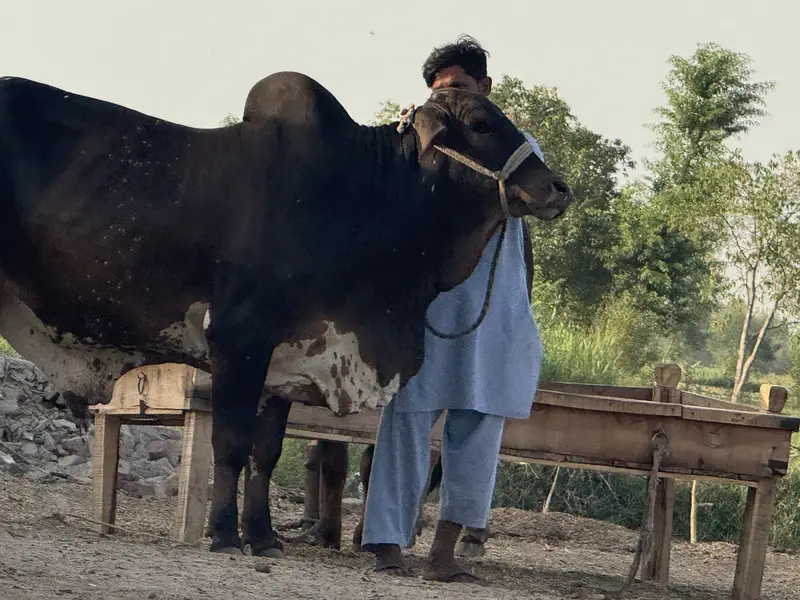 Cholistan pure bull weight 600 plus in kg — photo 8