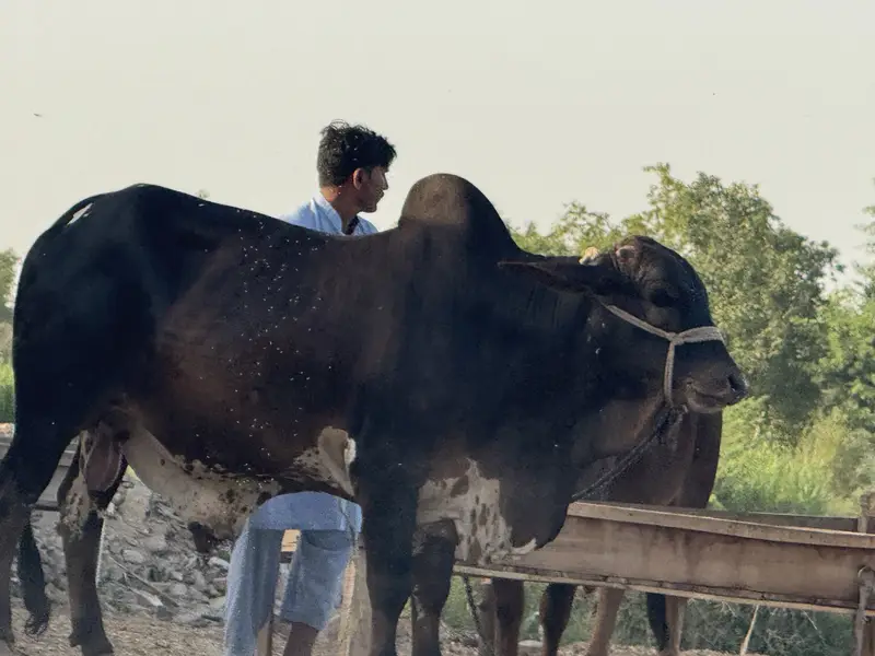 Cholistan pure bull weight 600 plus in kg — photo 9