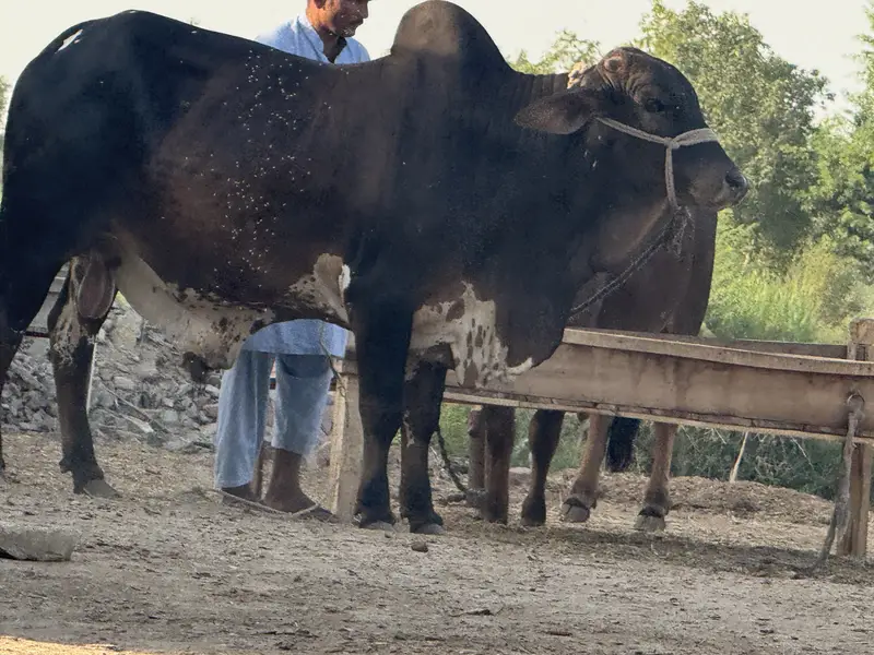 Cholistan pure bull weight 600 plus in kg — photo 10