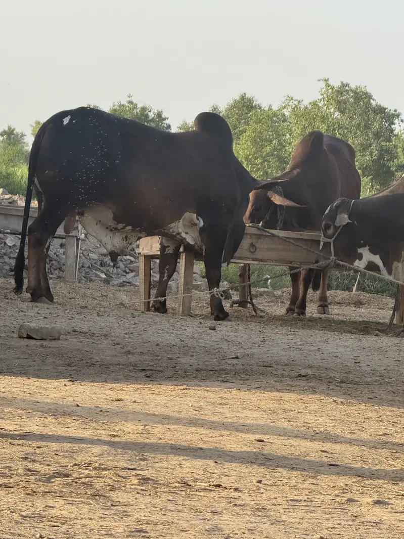 Cholistan pure bull weight 600 plus in kg — photo 11