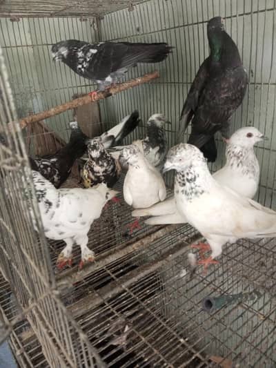 kabutar For sale