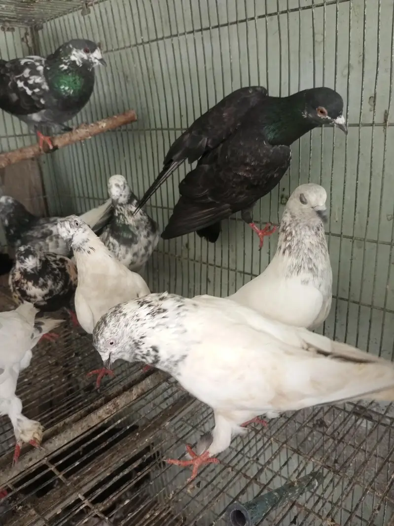 kabutar For sale — photo 2