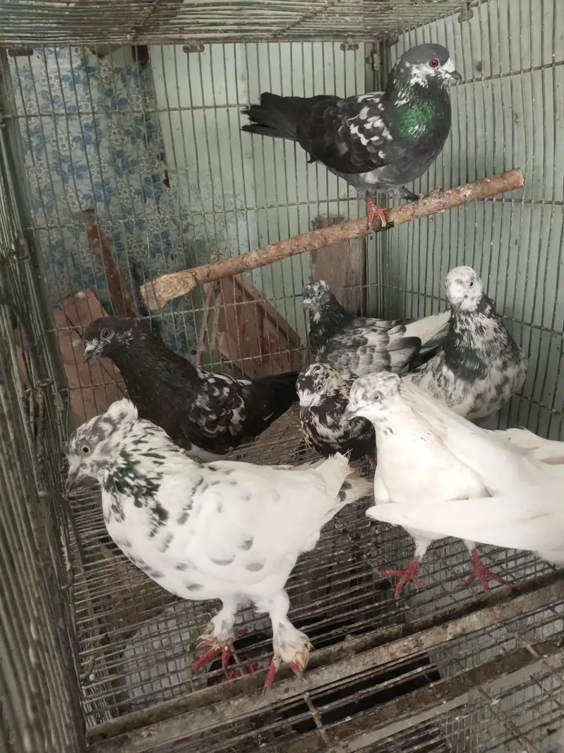 kabutar For sale — photo 3