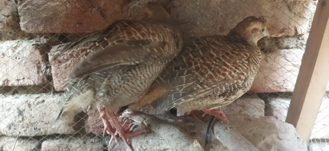 healthy pair he ghr K paly hoye hain — photo 2