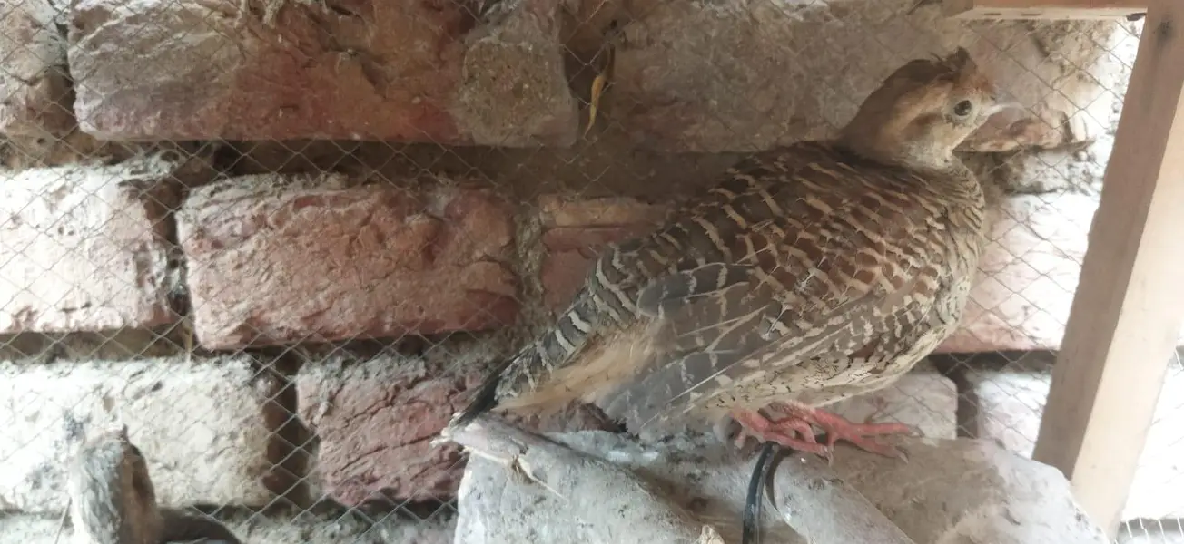 healthy pair he ghr K paly hoye hain — photo 3