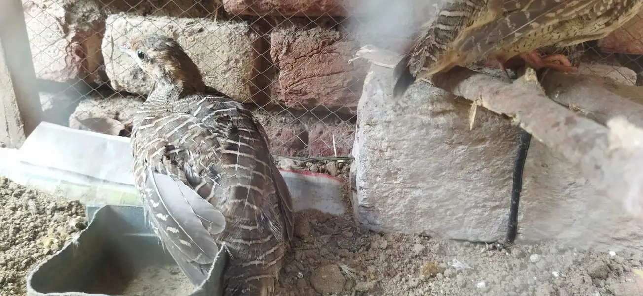 healthy pair he ghr K paly hoye hain — photo 6