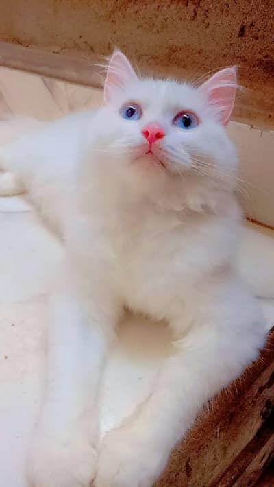 DOLL FACE MALE