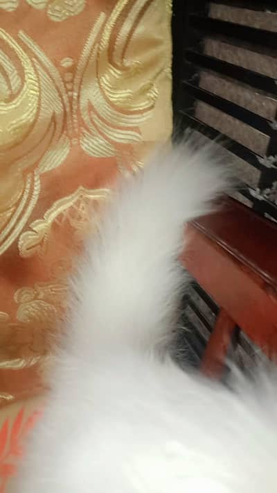 cat sale