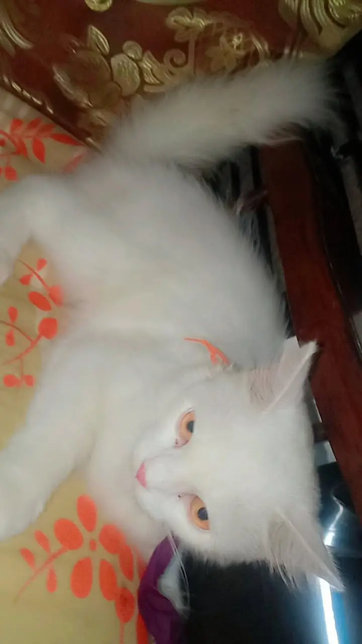 cat sale — photo 2