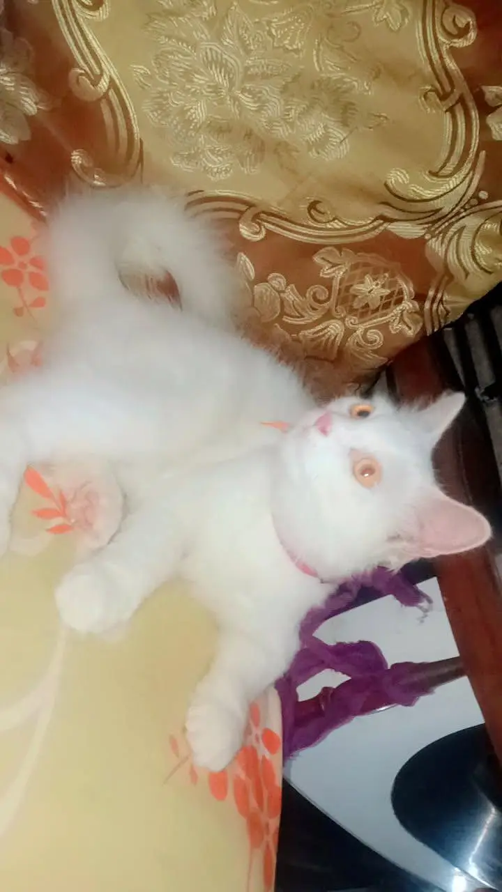cat sale — photo 3