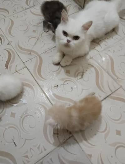 Persian kittens | punch face | triple coat | kittens for sale