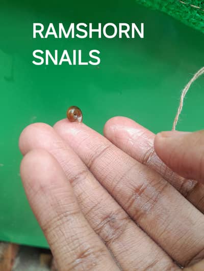 WATER CLEANING ENTITIES | RAMSHORN SNAILS | BLADDER SNAILS