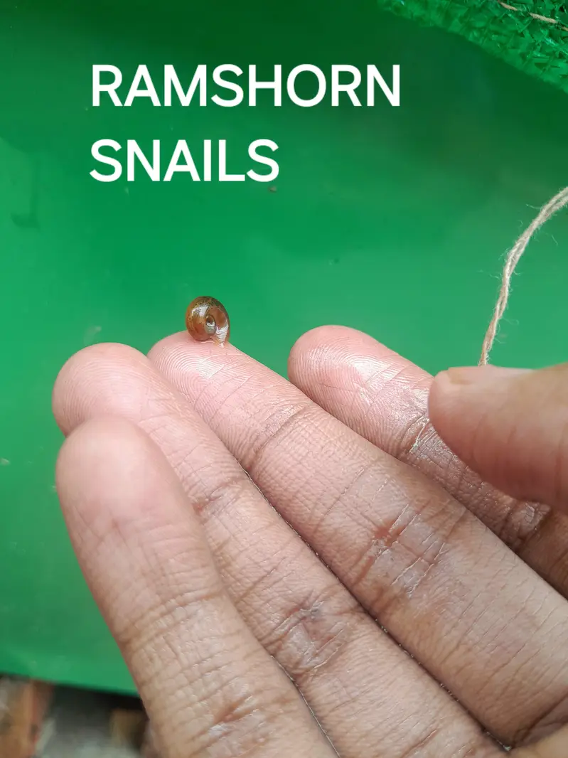 WATER CLEANING ENTITIES | RAMSHORN SNAILS | BLADDER SNAILS