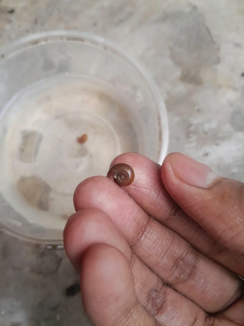 WATER CLEANING ENTITIES | RAMSHORN SNAILS | BLADDER SNAILS — photo 2