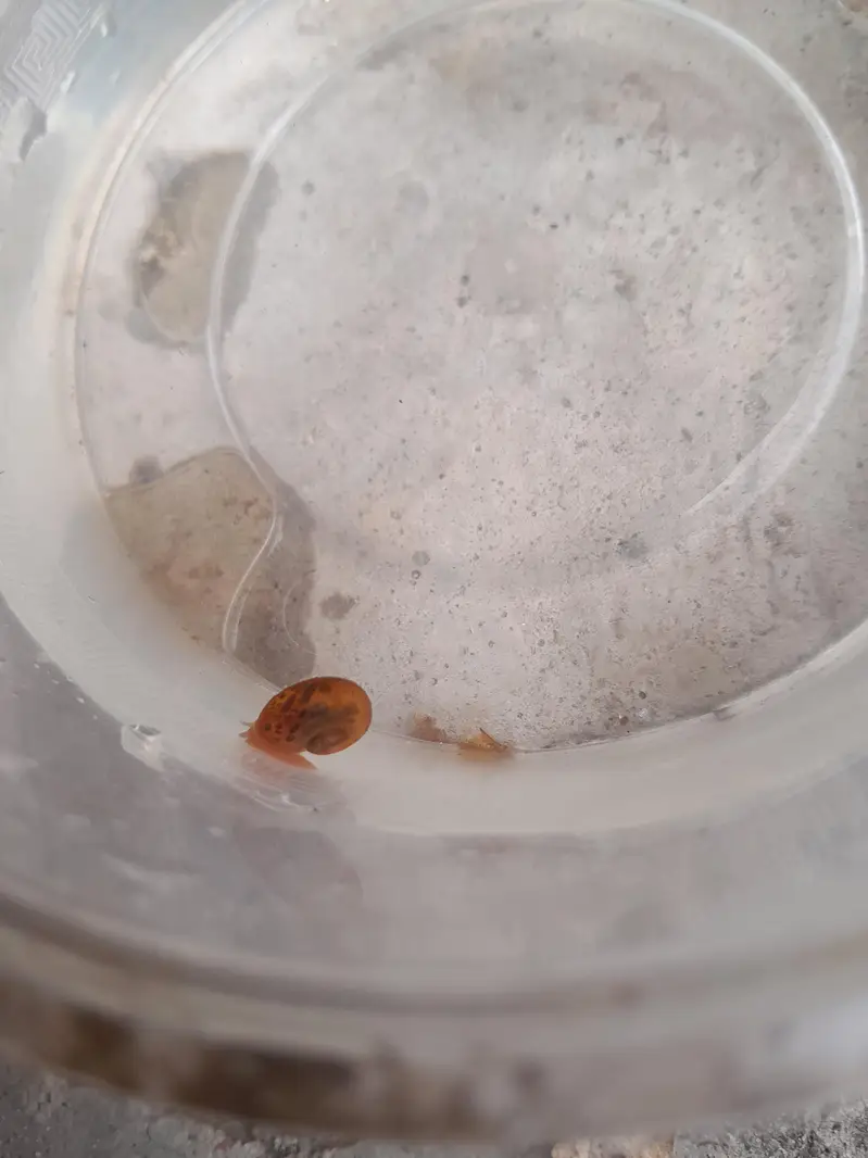 WATER CLEANING ENTITIES | RAMSHORN SNAILS | BLADDER SNAILS — photo 3