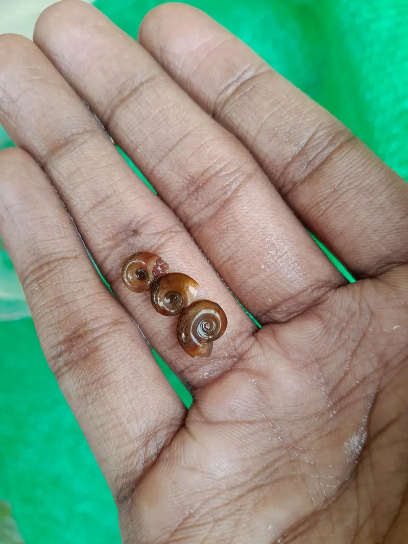 WATER CLEANING ENTITIES | RAMSHORN SNAILS | BLADDER SNAILS — photo 4