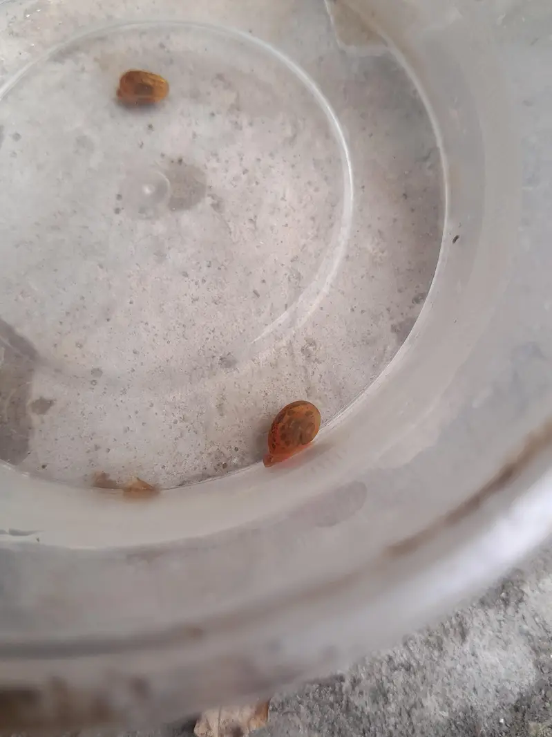 WATER CLEANING ENTITIES | RAMSHORN SNAILS | BLADDER SNAILS — photo 5