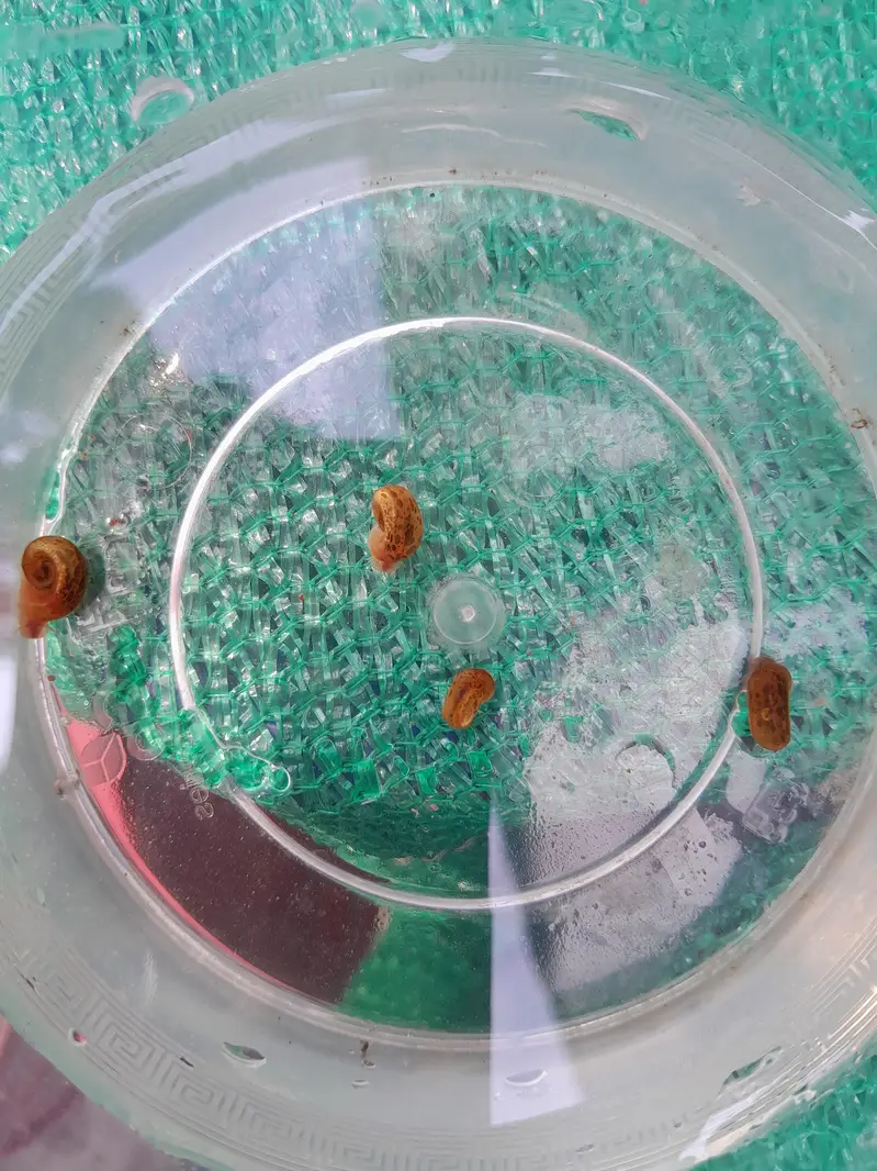 WATER CLEANING ENTITIES | RAMSHORN SNAILS | BLADDER SNAILS — photo 6