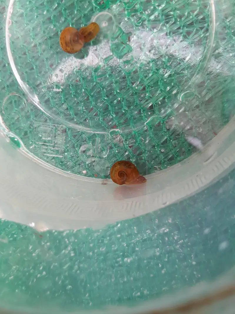 WATER CLEANING ENTITIES | RAMSHORN SNAILS | BLADDER SNAILS — photo 7