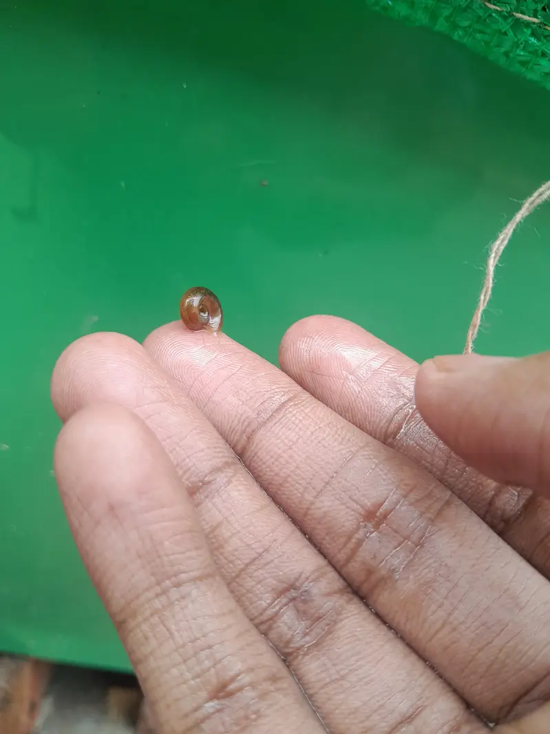 WATER CLEANING ENTITIES | RAMSHORN SNAILS | BLADDER SNAILS — photo 8