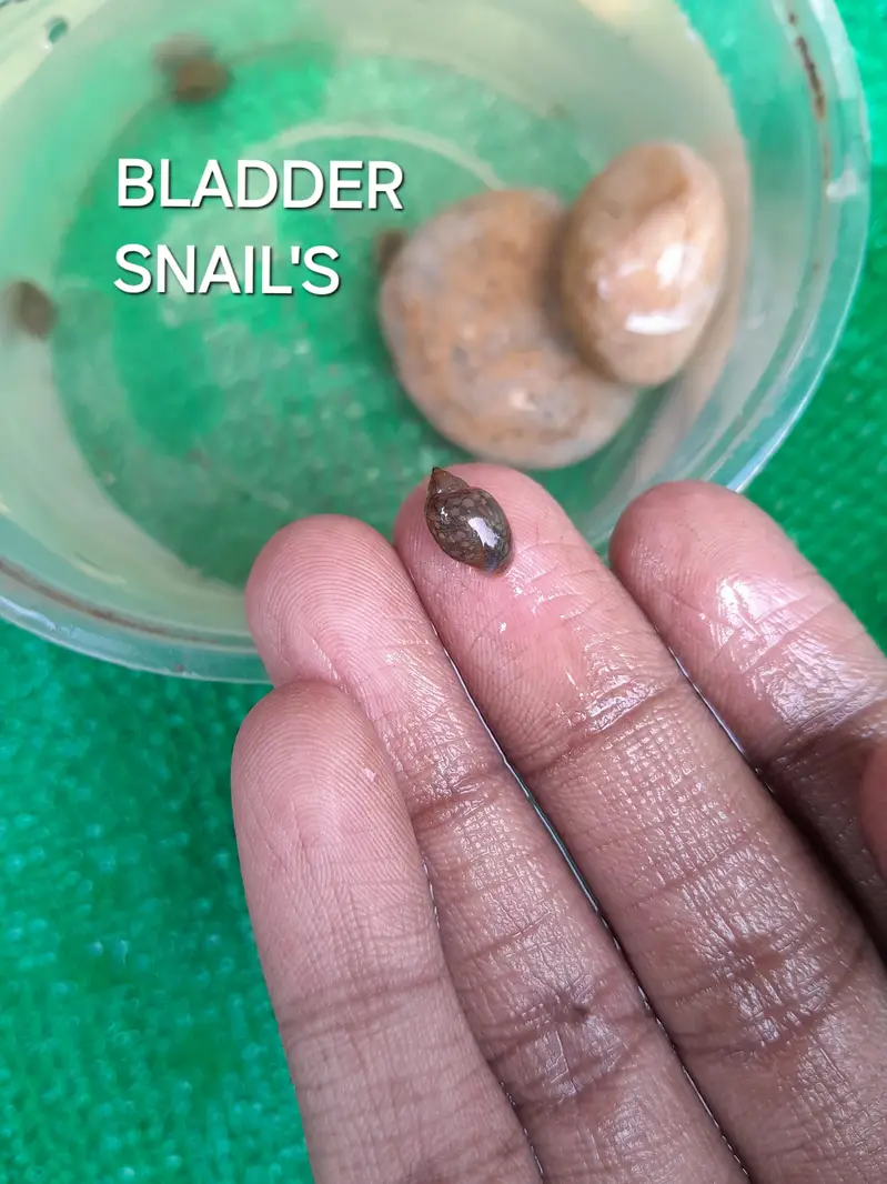 WATER CLEANING ENTITIES | RAMSHORN SNAILS | BLADDER SNAILS — photo 9