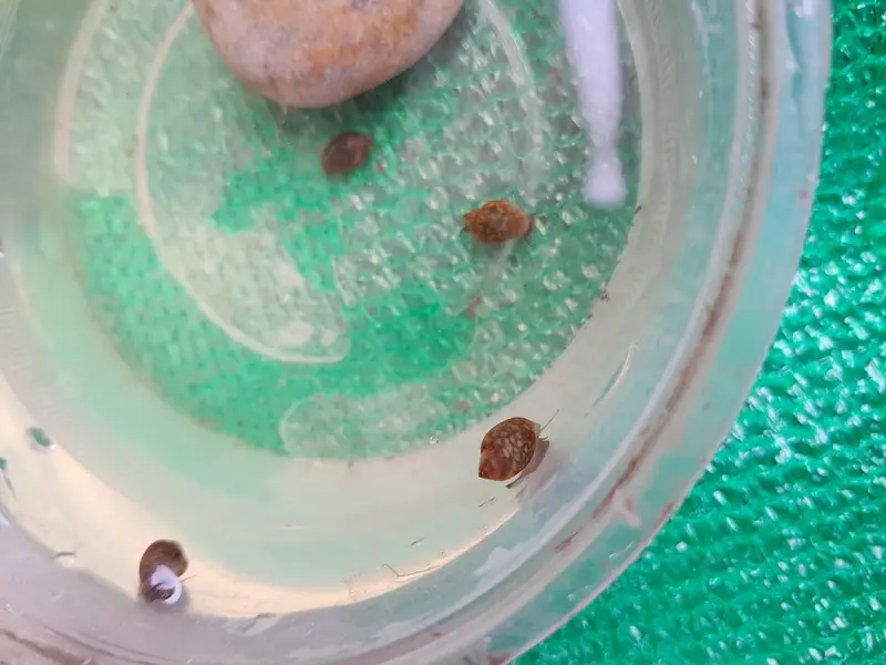 WATER CLEANING ENTITIES | RAMSHORN SNAILS | BLADDER SNAILS — photo 10