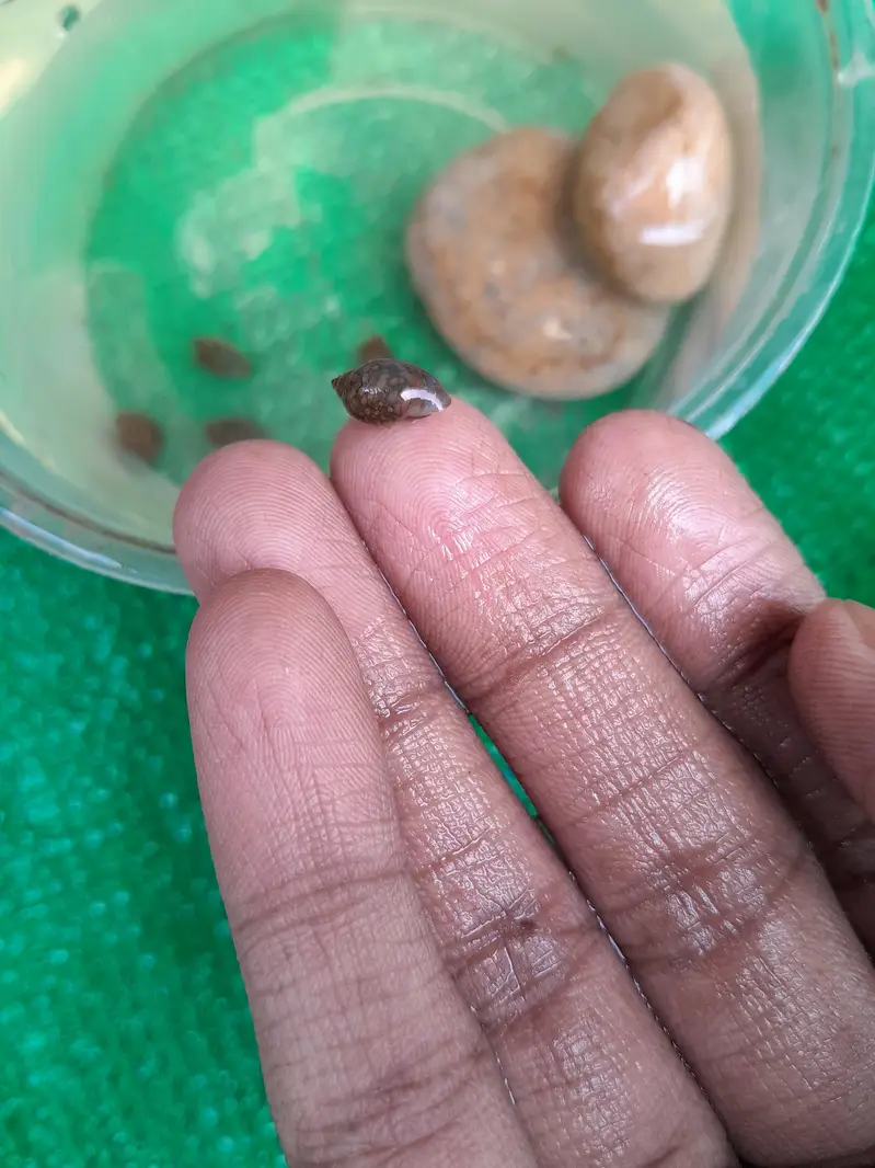 WATER CLEANING ENTITIES | RAMSHORN SNAILS | BLADDER SNAILS — photo 11