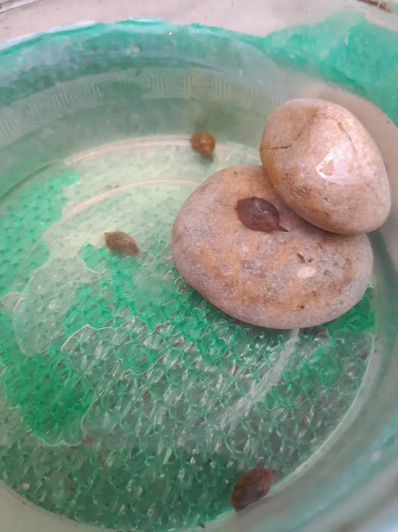 WATER CLEANING ENTITIES | RAMSHORN SNAILS | BLADDER SNAILS — photo 12