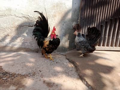 japnese colorful egg laying pair