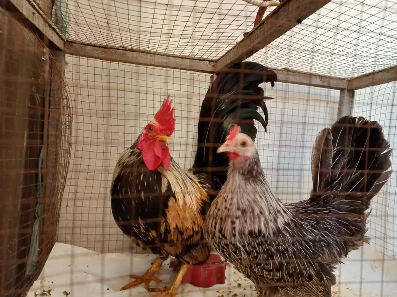 japnese colorful egg laying pair — photo 3