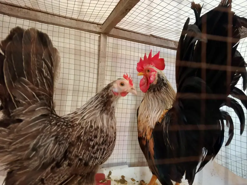 japnese colorful egg laying pair — photo 4