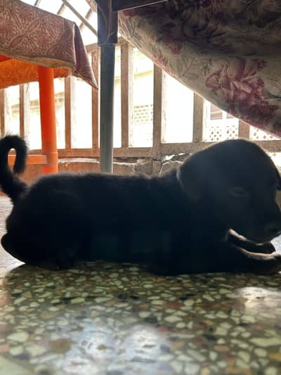 Black German For Sale | Long Coat