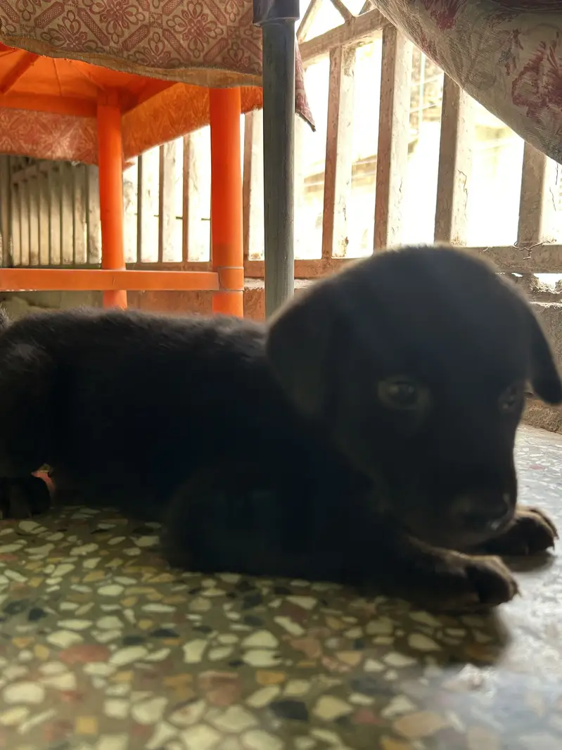 Black German For Sale | Long Coat — photo 2