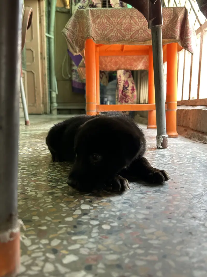 Black German For Sale | Long Coat — photo 3