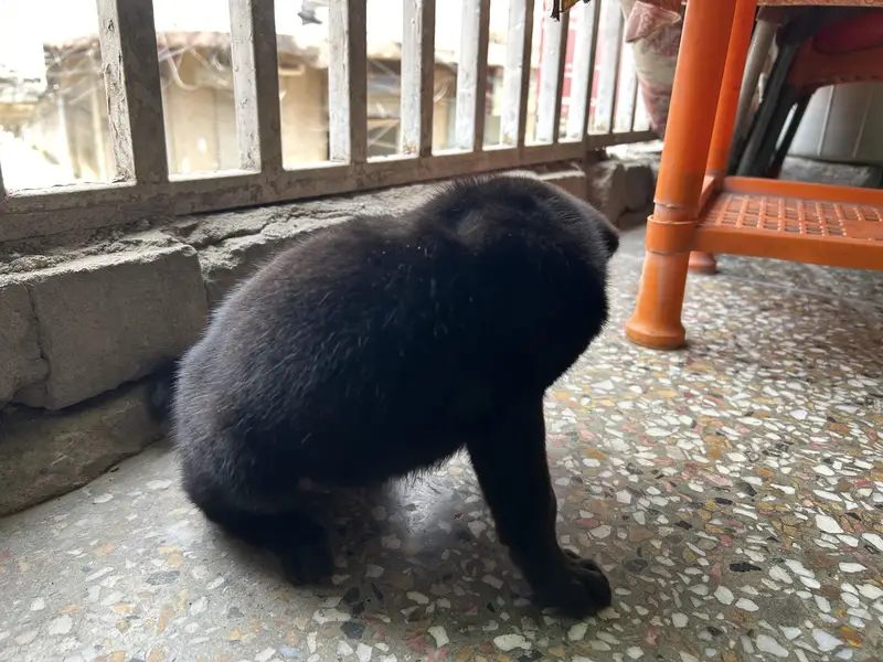 Black German For Sale | Long Coat — photo 4