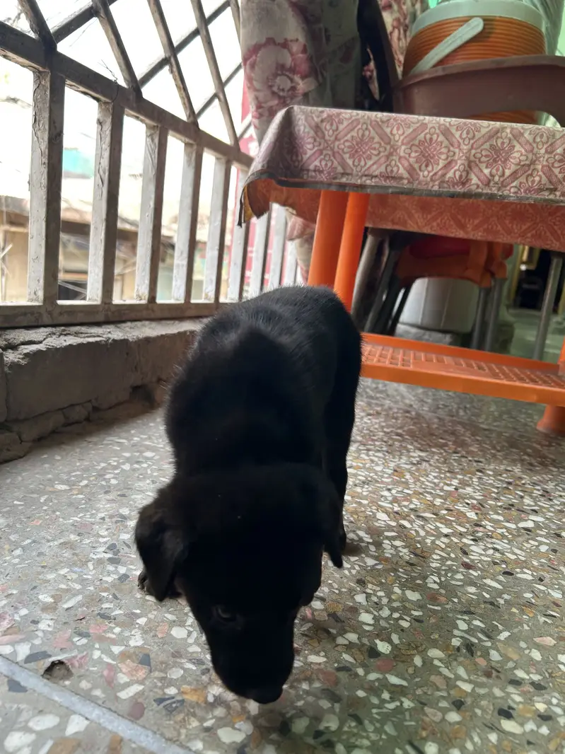 Black German For Sale | Long Coat — photo 5