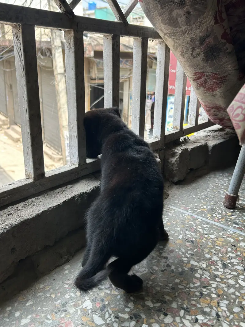 Black German For Sale | Long Coat — photo 6