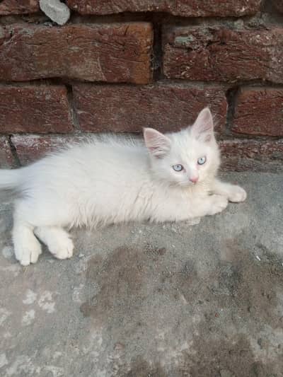 Persian kittens for urgent sale