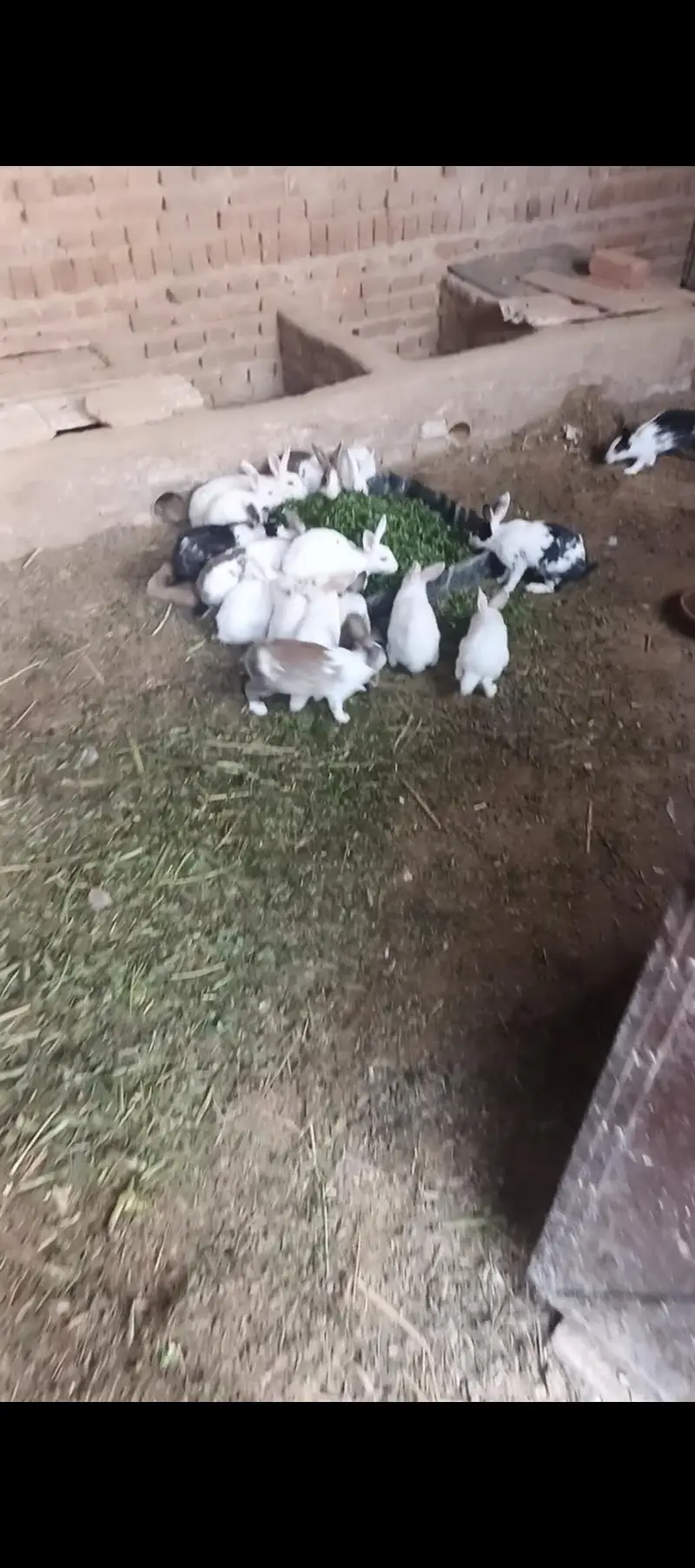red eyes wite color hig breed