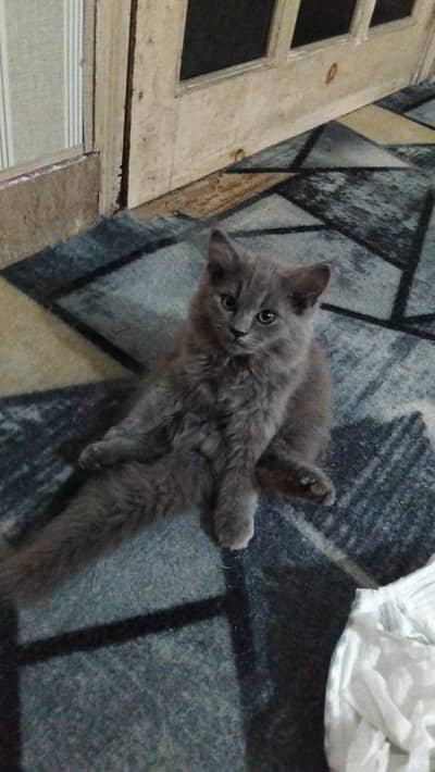 2 month male litter trined