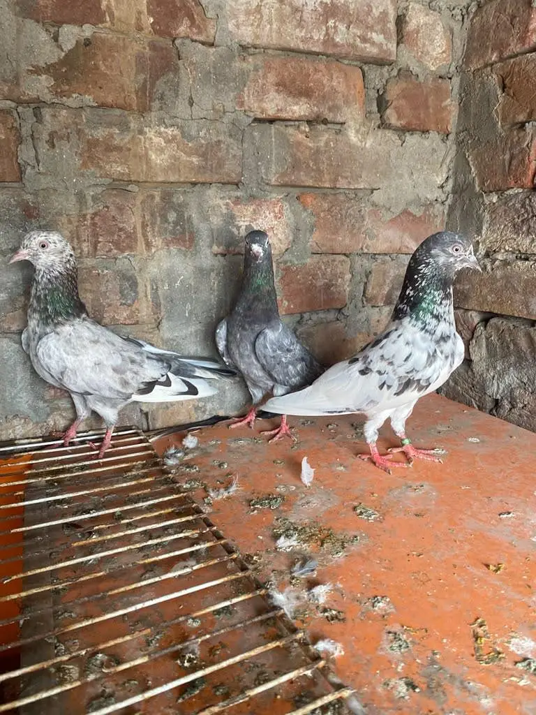 Rampuri sialkoti Kabutar — photo 2