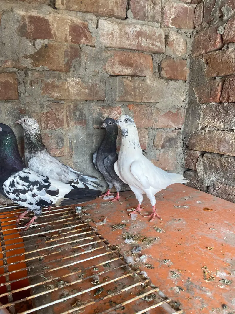 Rampuri sialkoti Kabutar — photo 3